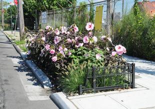 Bronx Rain Gardens